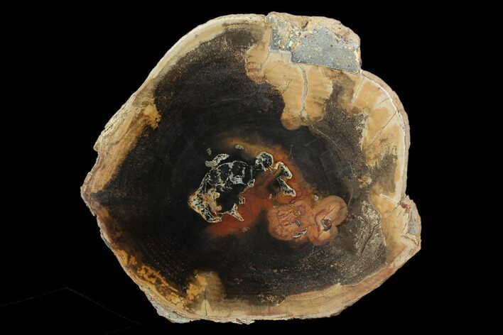 Polished Petrified Wood Round - Sweethome, Oregon #128590